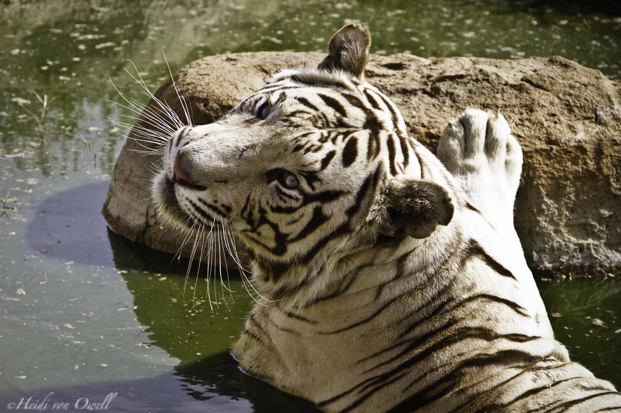 Boskoppie Lion & Tiger Reserve 크론스타드 외부 사진